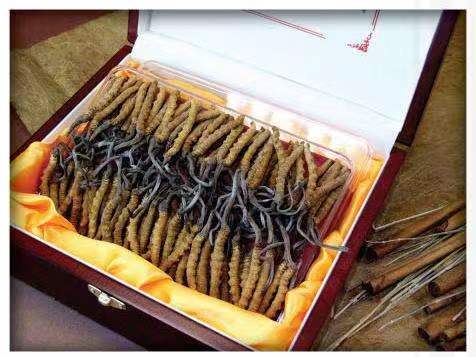 新邵冬虫夏草回收